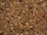 Close-up of a Rough Brown Granola Bar with Chunks of Grains Fotografisk tryk Close-up of a Rough Brown Granola Bar with Chunks of Grains Fotografisk tryk