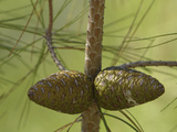 Close-up of Fresh Pine Cones on a Pine Tree Branch Photographic Print