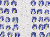 Close-up of White Rough Paper with Colorful Pressed Flower Petals Photographic Print