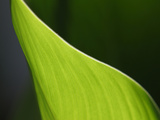 Close-up of a Green Leaf with Ridges of Texture Against a Black Background Photographic Print