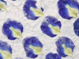 Close-up of White Rough Paper with Colorful Pressed Flower Petals Photographic Print