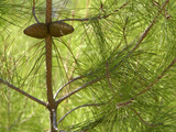 Close-up of Green Pine Needles and Brown Tree Branches Photographic Print