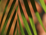 Close-up of a Green Shadowy Palm Frond Photographic Print