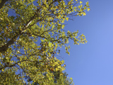 Lush Green Leaves on Tree Branches Against Deep Blue Sky Photographic Print