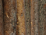 Close-up of Dark Brown Rough Tree Bark Photographic Print