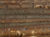 Close-up of Dark Brown Rough Tree Bark Photographic Print