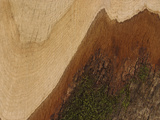 Close-up of a Cut Log with Rings of Layers and Mossy Bark Photographic Print