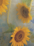 Sunflowers Behind Wet Glass with Water Droplets Photographic Print