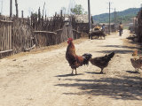 Hens on a Farm Fotografie-Druck
