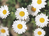 Close-up of Several White Daisies Photographic Print
