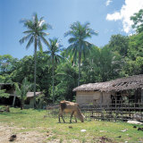 Tropical Village with a Cow and Palm Trees Fotografie-Druck