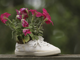 A White Shoe Used as a Flower Pot with Pink Blossoms Photographic Print