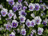 Many Colorful Little Violets Blooming Photographic Print