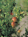 Fresh Pomegranate Fruit on a Tree Branch Photographic Print