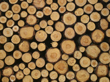 Close Up of Logs Lámina fotográfica Close Up of Logs Lámina fotográfica