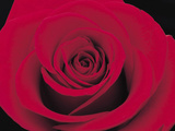 A Single Dramatic Scarlet Rose Bloom Photographic Print