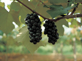 Racimo de uvas Lámina fotográfica