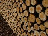 Close-up of Many Cut Logs in a Pile Photographic Print