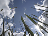 Bright Sunlight and Blue Sky with Fluffy Clouds Above Tall Blades of Grass Photographic Print