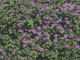 An Expanse of Purple Wildflower Blossoms Photographic Print