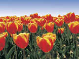 An Expanse of Bright Red and Orange Tulips Photographic Print