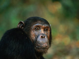 Portrait of a Chimpanzee (Pan Troglodytes), Mahale Mountains National Park, Kigoma, Tanzania Photographie par Ariadne Van Zandbergen