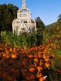 Pumpkins, in Preparation for Halloween Festival, at Pumpkin Farm, Half Moon Bay, California, USA Photographie par Stephen Saks