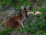 Western Grey Kangaroo (Macropus Fuliginosus) Feeding on Flowering Heath, Australia Photographic Print by Mitch Reardon