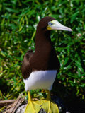 Brown Booby (Sula Ieucogaster) with Yellow Feet, Cayos Cochinos, Islas De La Bahia, Honduras Photographic Print by Ralph Lee Hopkins