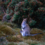 Bennett's Wallaby with Joey, Cradle Mountain-Lake St. Clair National Park, Australia Photographie par Wes Walker