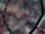 Morning Dew on a Spiders Web Near Mt. Hood, Mt. Hood, Oregon, USA Photographie par Greg Gawlowski