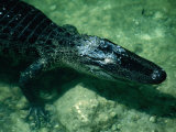 An American Alligator Smiling in the Water, Everglades National Park, Florida, USA Photographic Print by Lawrence Worcester