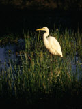 Great Egret (Ardea Alba), Kakadu National Park, Australia Photographic Print by Mitch Reardon