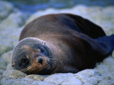 New Zealand Fur Seal (Arctocephalus Forsteri), Milford Sound, Southland, New Zealand Photographie par Gareth McCormack