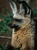 Bat-Eared Fox (Octocyon Megalotis), Serengeti National Park, Tanzania Photographie par Ariadne Van Zandbergen