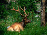 Bull Elk Lying in Grass, Yellowstone National Park, USA Photographic Print by Kraig Lieb