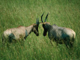 Jousting Topis (Damaliscus Lunatus) in Grass, Masai Mara National Reserve, Kenya Photographic Print by David Wall