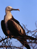 Great Frigatebird (Fregata Minor) Juvenile, Isla Seymour, Galapagos, Ecuador, Photographic Print by Richard I'Anson