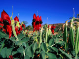 Sturt Desert Pea, Australia Photographic Print by Christopher Groenhout