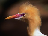 Female Cattle Egret with Breeding Plumage at Macquarie Marshes, New South Wales, Australia Photographic Print by Mitch Reardon