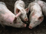 Free Range Pigs Digging in Dirt, Rougemont, Switzerland Photographie par Martin Moos