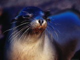 Galapagos Sea Lion (Zalophus Californianus) Punta Espinosa, Isla Fernandina, Galapagos, Ecuador, Photographic Print by Richard I'Anson
