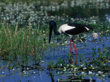Jaibiru (Ephippiorhychus Asiaticus), Kakadu National Park, Australia Photographic Print by Mitch Reardon