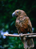 The New Zealand Kaka (Nestor meridionalis) or the Brown or Bush Parrot, New Zealand Lámina fotográfica por Jenny & Tony Enderby The New Zealand Kaka (Nestor meridionalis) or the Brown or Bush Parrot, New Zealand Lámina fotográfica por Jenny & Tony Enderby