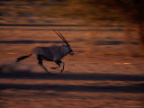 Gemsbok or South African Oryx on the Run, Kgalagadi Transfrontier Park, Northern Cape, South Africa Photographic Print by Carol Polich