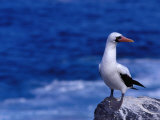 Nazca (Masked) Booby (Sula Dactylatra), Punta Suarez, Ecuador Photographic Print by Richard I'Anson