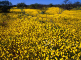 Desert Annual Wildflowers After Rain., Kalbarri NP, Australia Lámina fotográfica por Mitch Reardon Desert Annual Wildflowers After Rain., Kalbarri NP, Australia Lámina fotográfica por Mitch Reardon