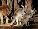 Male, Female and Joey Red Kangaroos (Macropus Rufus), Australia Fotografie-Druck von Mitch Reardon