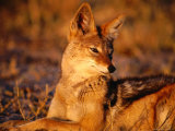 Black-Backed Jackal (Canis Mesomelas), Hwange National Park,Matabeleland North, Zimbabwe Photographic Print by Carol Polich