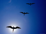 Magnificent Frigatebirds (Fregata Magnificens) in Flight, Puerto Egas, Ecuador Photographic Print by Richard I'Anson
